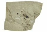 Two Fossil Flies (Diptera) - Green River Formation, Colorado #286403-1